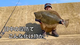 真昼間の堤防で巨大ヒラメを釣り上げた日の話