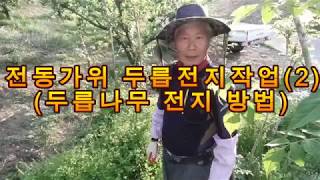 전동가위로 두릅 전지 작업(2) (두릅나무 전지 시기 ,방법)