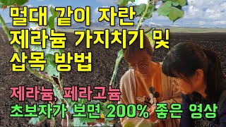 웃자란 제라늄 가치지기 및 수형 다음기, 삽목 방법