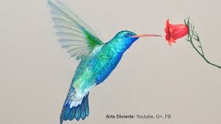 Cómo dibujar un colibrí con lápices de colores - Arte Divierte.