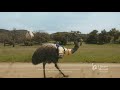 Liberty Mutual Commercial 2025 LiMu Emu And Doug