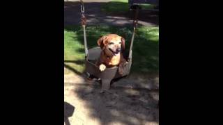 preview picture of video 'Dachshund on a Swing'