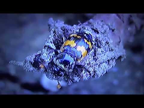 БИОСФЕРА: 35. Рыжебулавый Могильщик (Nicrophorus vespillo)