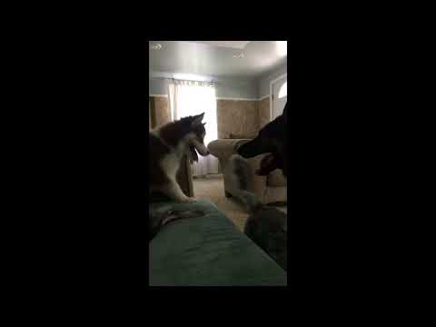 Training and playing video of Elsa