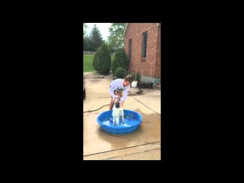 ILW FINAL- DOG GROOMING