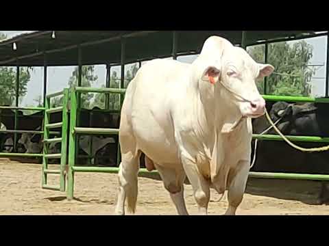 Gulabi Surj mukhi 0043 semen available at Pitafi livestock farm Mir Pur mathelo 03464092365