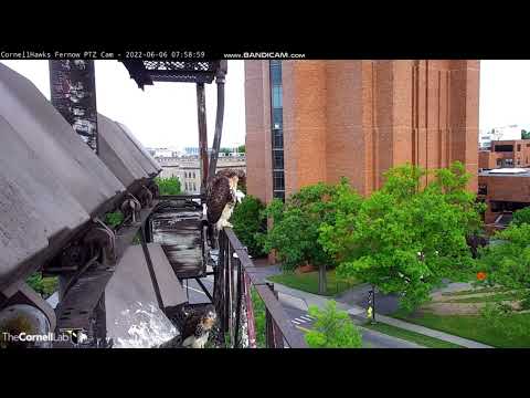 Red-tailed Hawks Nest, Cornell Lab, Ithaca, NY 06 June 2022