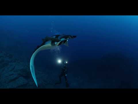 Riding the Currents The Realm of the Visionary Underwater Journey by Filmmaker Annie Crawley