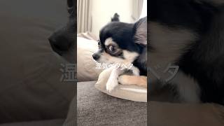 犬、雨で湿気ベタベタ。 #犬との暮らし#chihuahua #dog