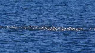 20241218 ハジロカイツブリの群れ