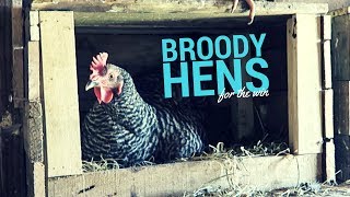 Putting Broody Hens To Work
