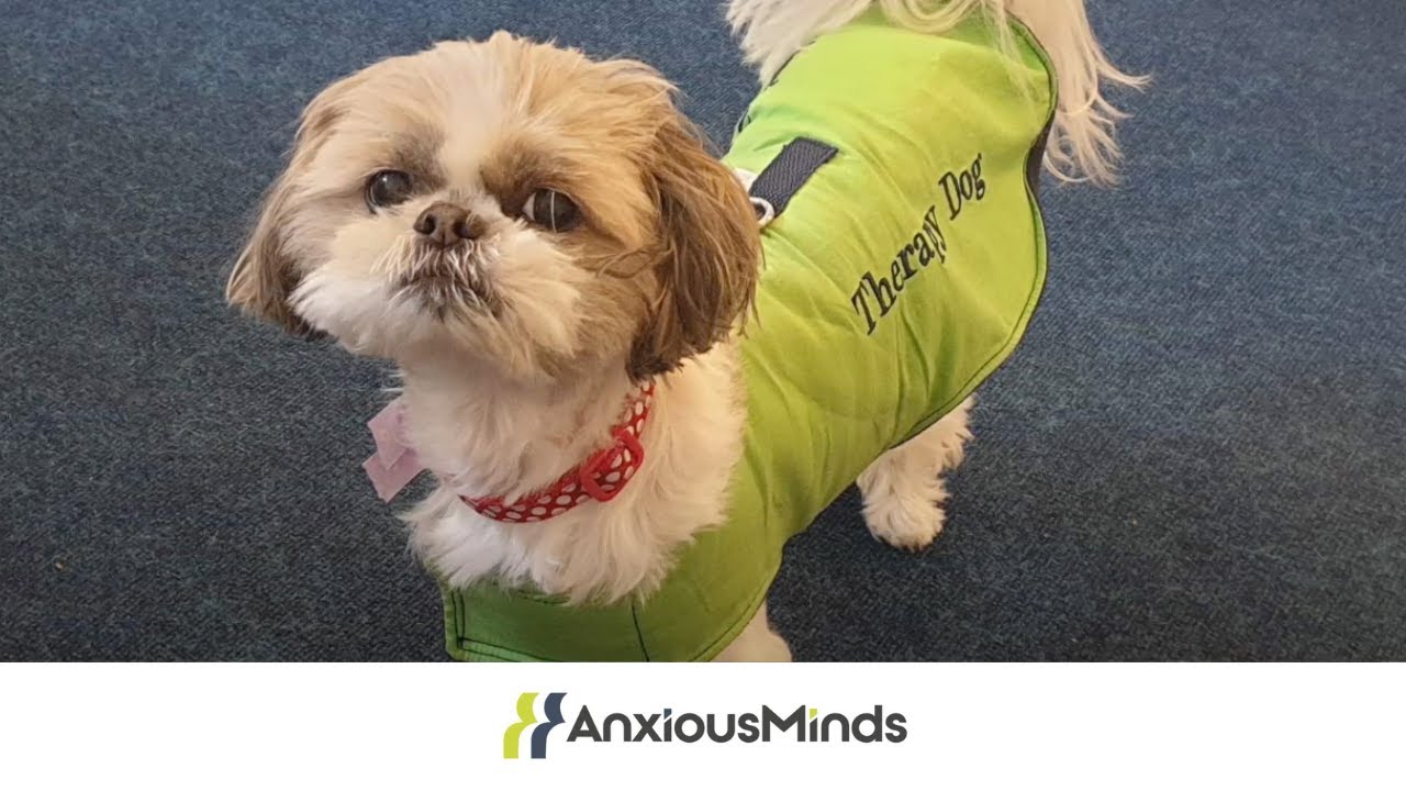 Meet Minnie the Anxious Minds Therapy Dog (So God Made a Dog)
