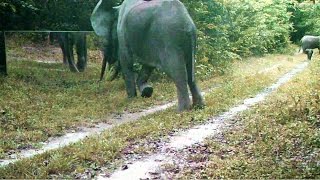 elephant VS mirror its reflection stirs up its libido – éléphant son reflet miroir éveille sa libido