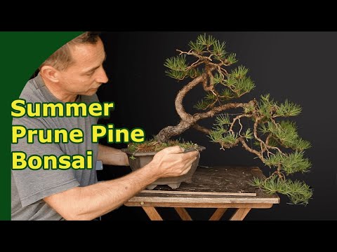 Pruning Pine Bonsai in Summer