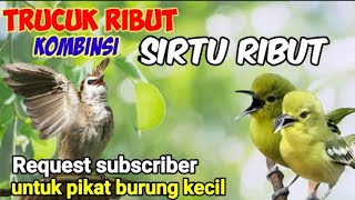 Download lagu MP3 Pikat Trucuk Ribut Kombinasi Sirtu Ribut Untuk Pikat Burung Kecil mp3