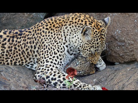 Mother Leopard Shows No Mercy To Her Cub
