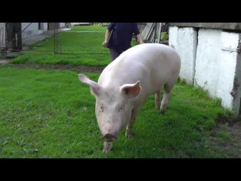 Daminoviny 2013 - Smilno