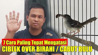 Download lagu HOW TO OVERCOME CIBLEK BIRAH BIRAH WITHOUT MEDICINE - HOW TO OVERCOME CIBLEK BIRDS THAT PULL OUT ... mp3