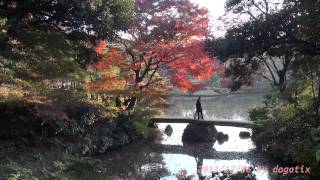 preview picture of video 'Japan Trip 2013 Tokyo Autumn leaves Maple in Rikugien Garden 1356'