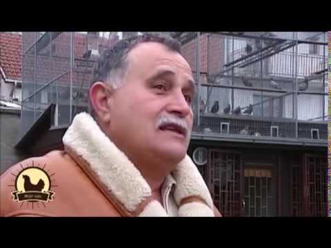 MOJE SELO: Uspešni golubari (Toma Danilović, Mirijevo)