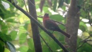 preview picture of video 'ENDEMIC - Crested Ant Tanager - Habia cristata'