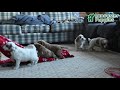 Mini Goldendoodle dogs for sale: Shadow - Video 1