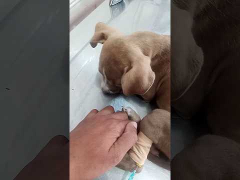 Dog Treatment❤️ | Sarwar Ali Official #dog #treatment #shorts #ytshorts