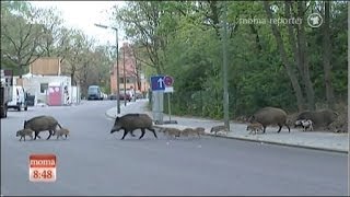 Wildschweine entern die Hauptstadt Berlin