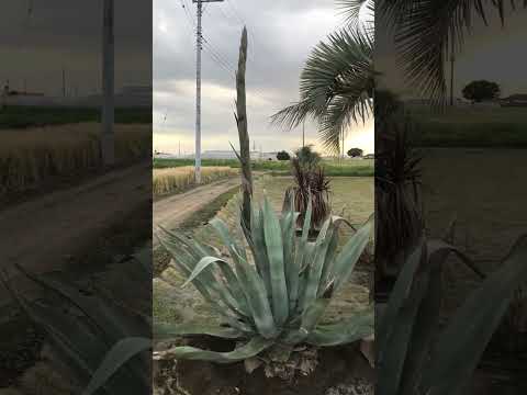 狭葉リュウゼツラン、アガベ・ストリアタ