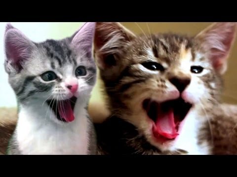 Funny cat videos - Cats Scream Yawns 