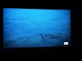 Jaws 2 Great White Shark Prowls At Night AMC Version