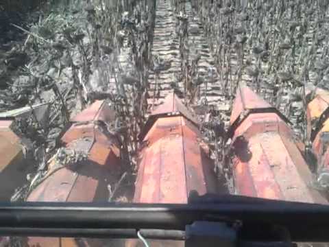 Zmaj 142 suncokert 2013