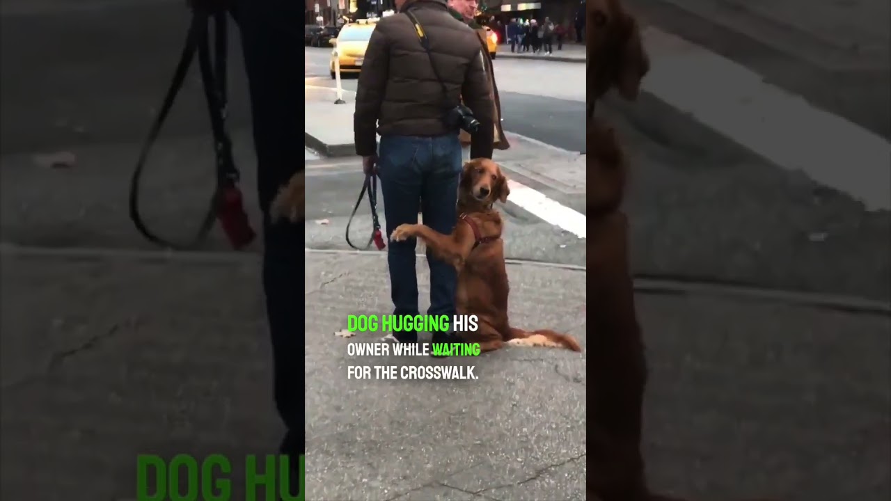 They saw this dog hugging it’s owner on the street 👏❤️