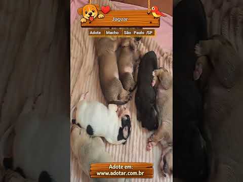 Vídeo de Jaguar
