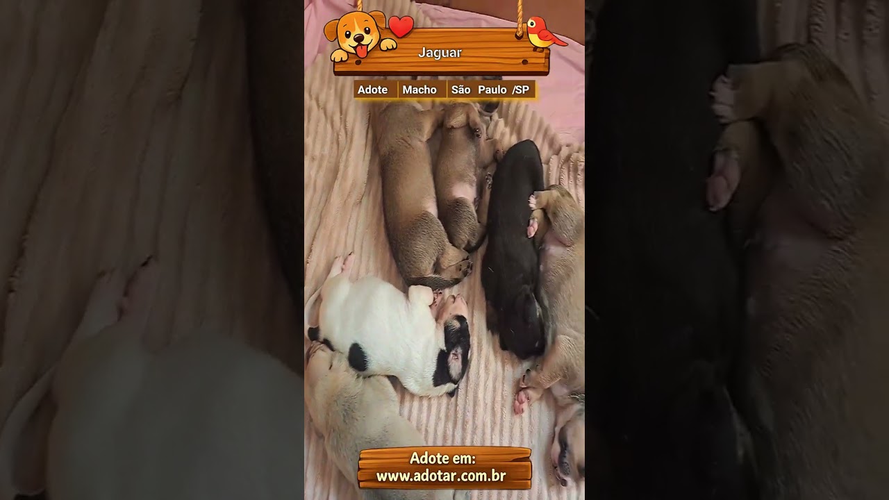 Cachorro raça SRD-ViraLata idade 2 a 6 meses nome Jaguar