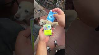 sbusto pokemon labrador #pokemon #pokemonchannel #pokemoncards #pokemontcg #pikachu #tcg #cards