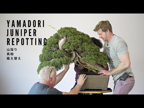 Repotting a 300 Year Old Yamadori Juniper Bonsai | Bonsai-U