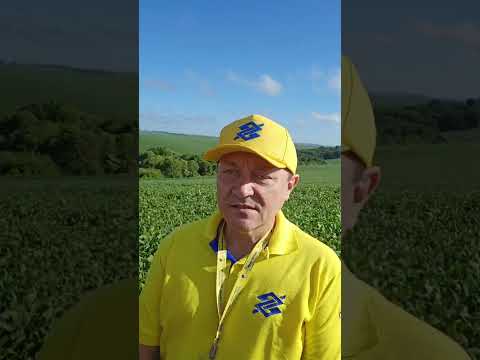 Carazinho (RS) foi beneficiado por chuvas mais regulares e perspectiva é favorável ao produtor