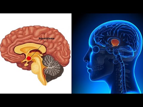 The HYPOTHALAMUS explained: its parts, hormones, functions, diseases🧠
