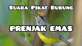 Download lagu SUARA PIKAT BURUNG PRENJAK EMAS | PRENJAK EMAS PIKAT mp3