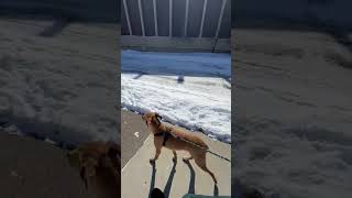 Video preview image #1 Labrador Retriever-Unknown Mix Puppy For Sale in Brooklyn Center, MN, USA