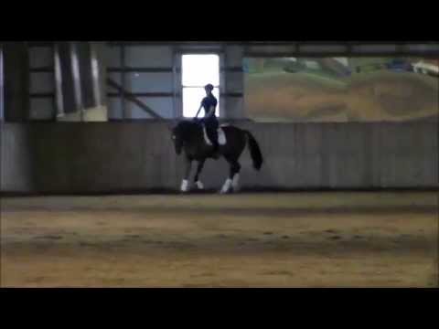 Boundless 2010 Gelding by Belissimo M x Autocrat