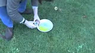 Collecting a urine specimen from your dog – Female