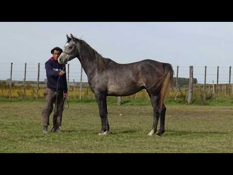 Lote BH FLAMENCO