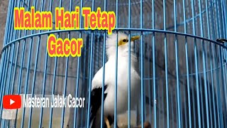 Download lagu Jalak Putih Jantan Gacor Malam Hari Cocok Untuk Pancingan Jalak Putih Malas Bunyi mp3