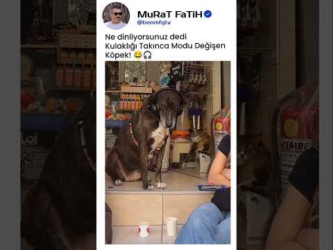 Kulaklık Takılan Köpeğin Dinlenen müziğe Tepkisi! 🐕🎵