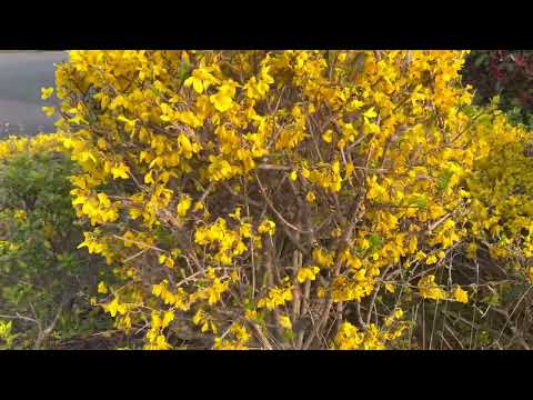 園芸 緑レンギョウ、緑茎レンギョウ