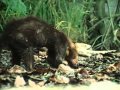 Discovery "Hunters - The Deadly Game" 2001