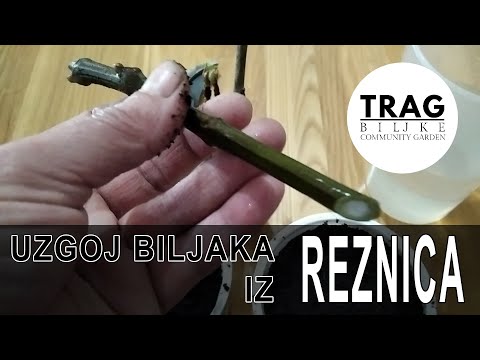 UZGOJ BILJAKA IZ REZNICA (2021) [TRAG BILJKE]