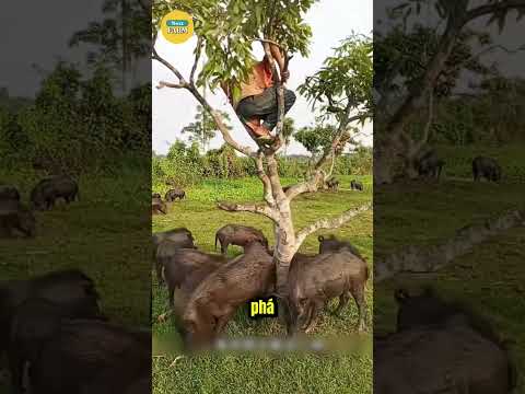 Nỗi Khổ Của Người Nông Dân Khi Lợn Rừng Phá Hoại!